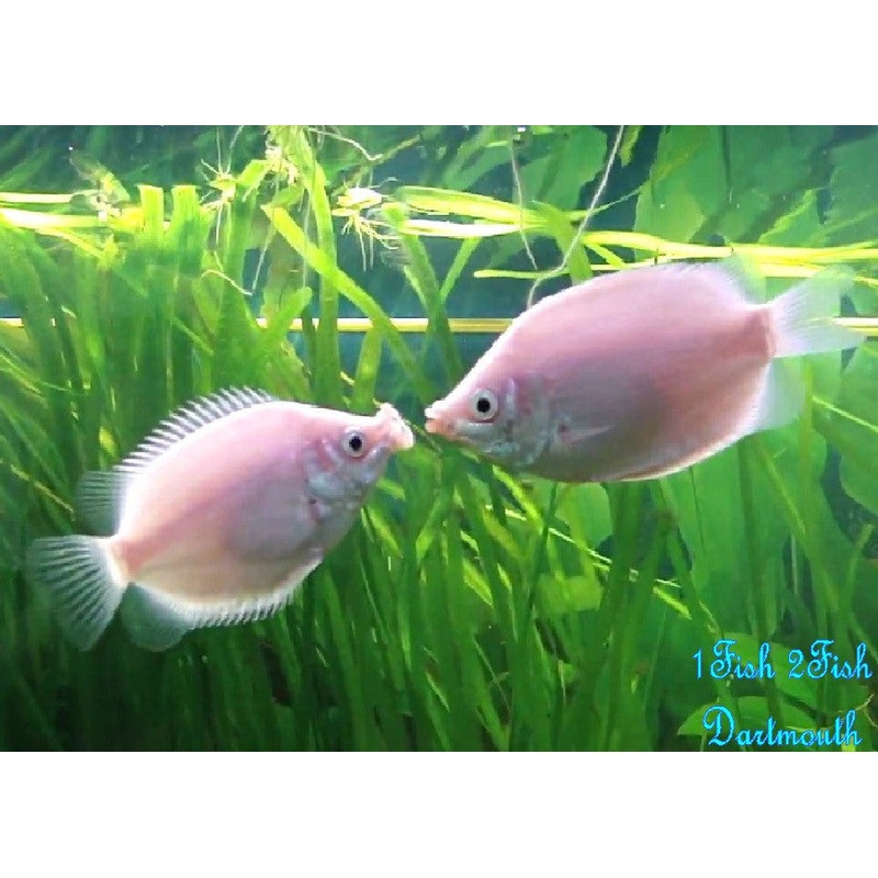 Pink Kissing Gourami “Helostoma temmincki”