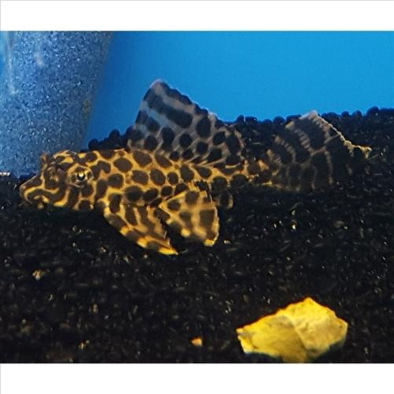 Sailfin Pleco 10cm+ – Gibbiceps Catfish (No Online Purchases)