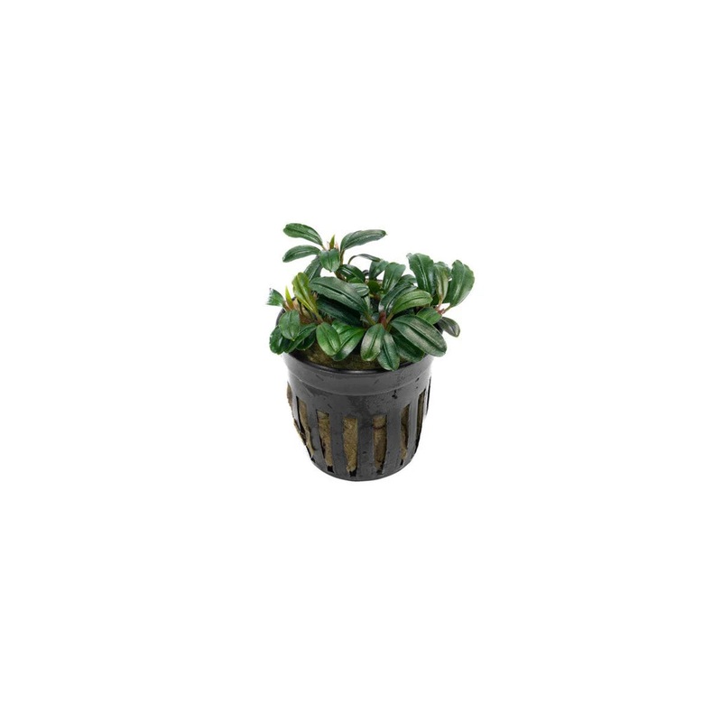 Bucephalandra: Brownie Phoenix