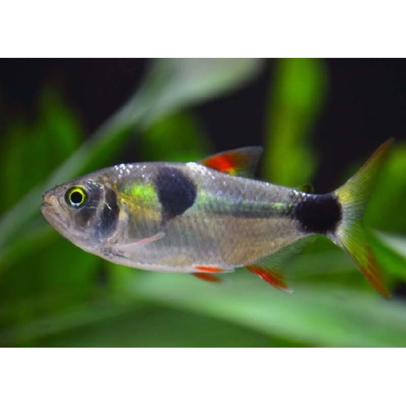 Bucktooth Tetra “Exodon paradoxus”