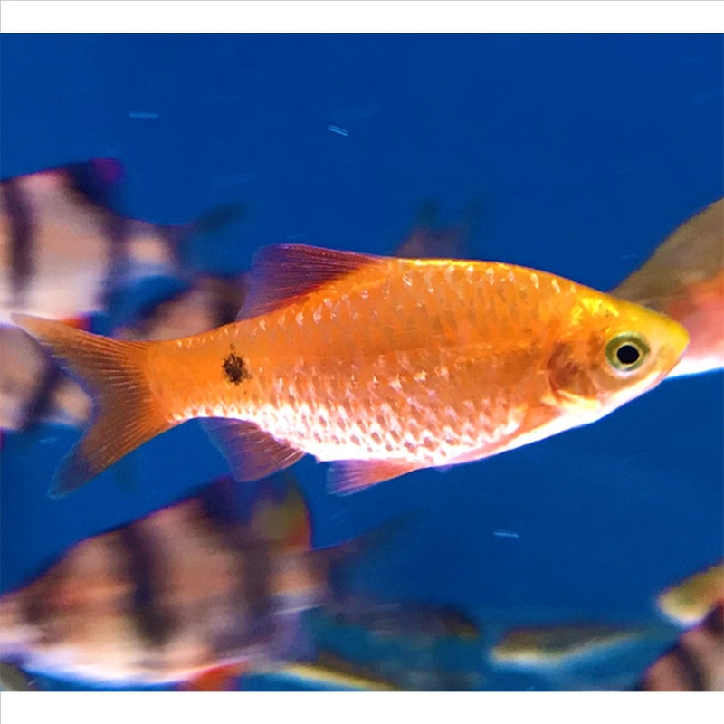 Glowlight Chilli Rosy Barb – (No Online Purchases)