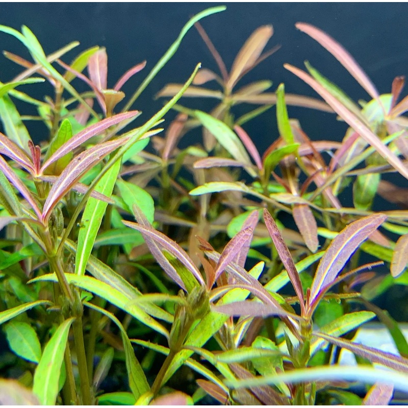 Hygrophila Araguaia