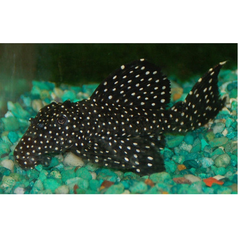 L007 – Vampire Pleco “Leporacanthicus cf. galaxias”
