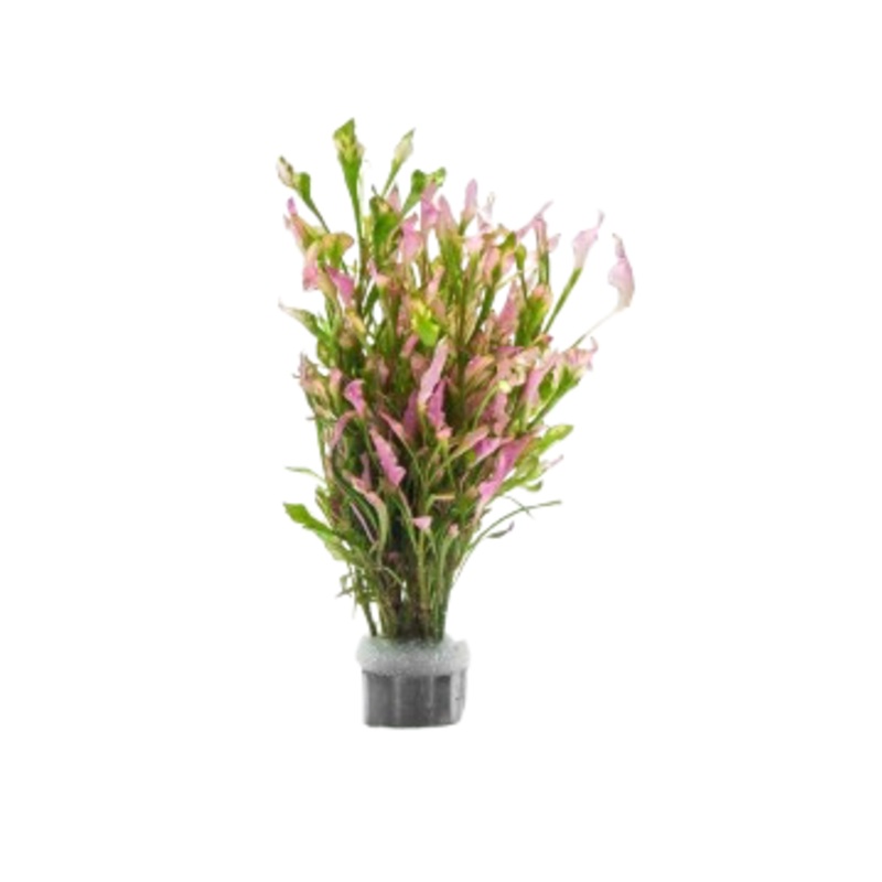 Alternanthera Variegatus