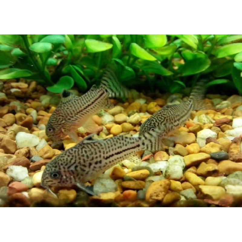 Julii Cory Catfish “Corydoras julii”