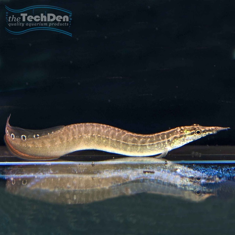 Spiney Eel – (No Online Purchases)