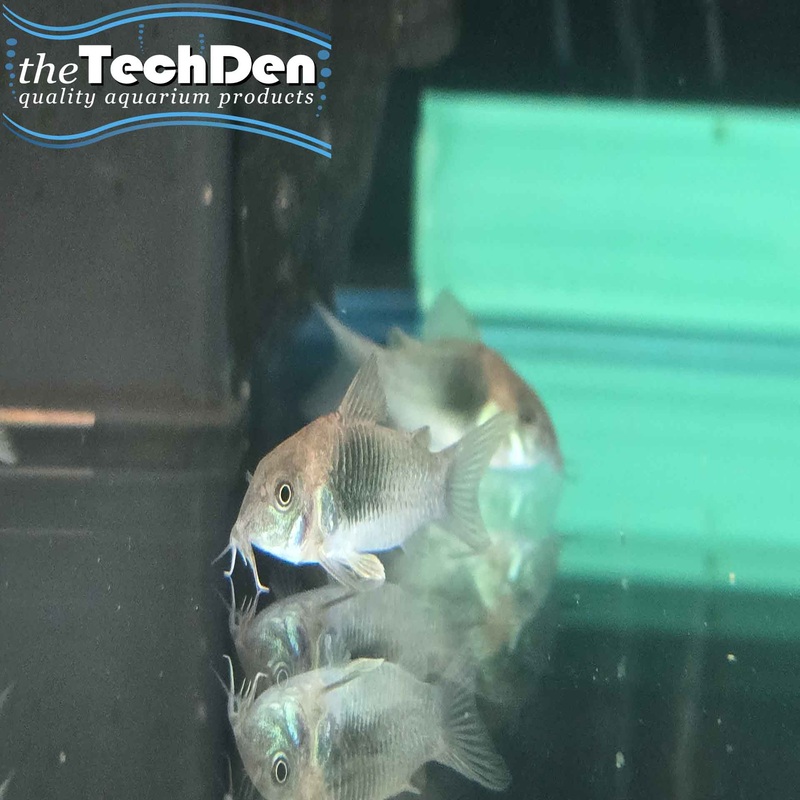 Bronze Corydoras (No Online Purchases)