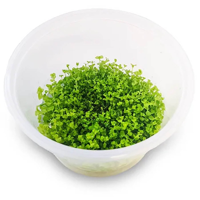 Micranthemum ‘Takashi Carpet’ – Live Plant – Tissue Culture