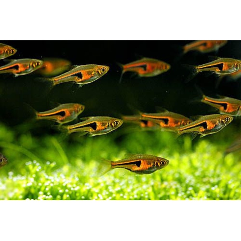 Espe’s Rasbora “Trigonostigma espei”