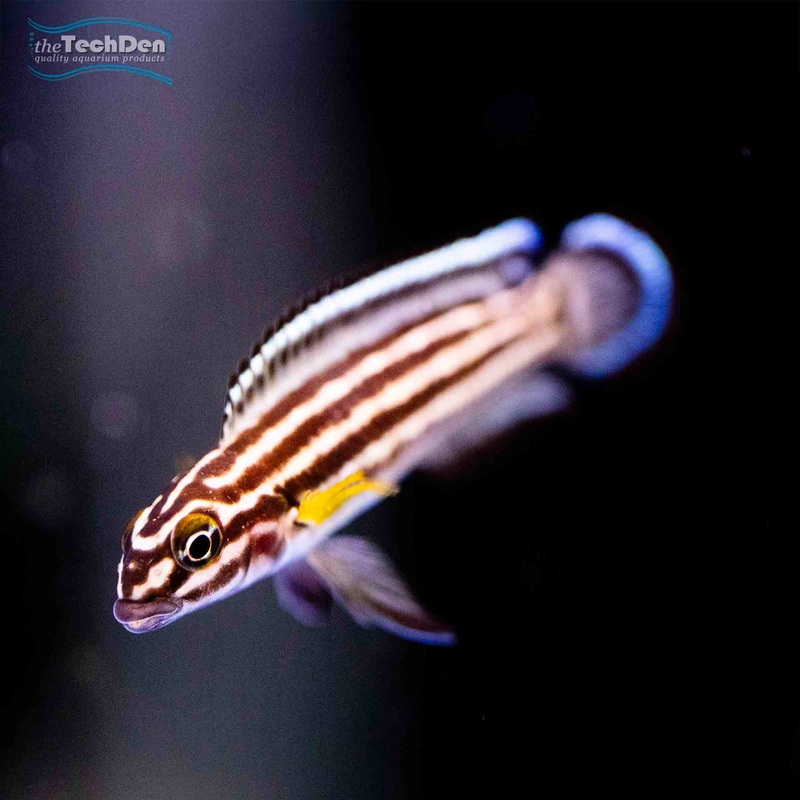 Julidochromis regani (Regan’s Julie) – (No Online Purchases)