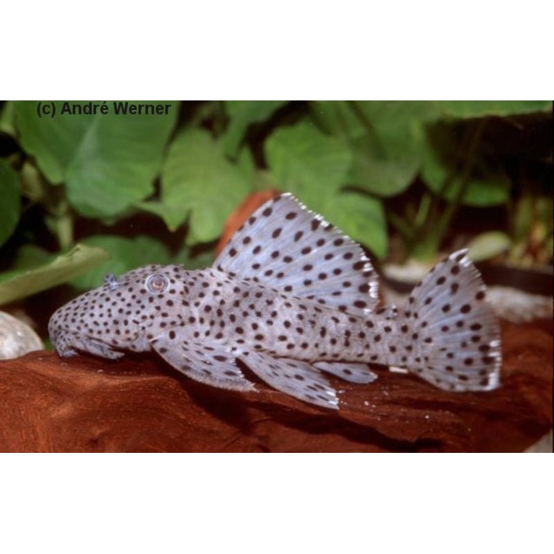 L264 – Sultan Pleco “Leporacanthicus joselimai”