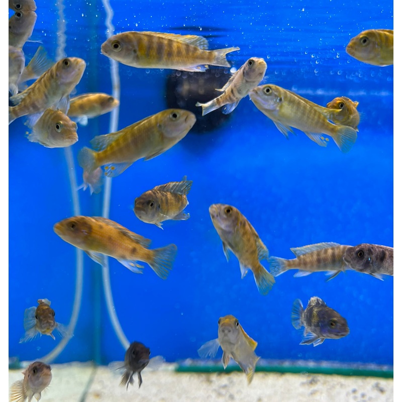 Orange Blotch Zebra Cichlid – (No Online Purchases)