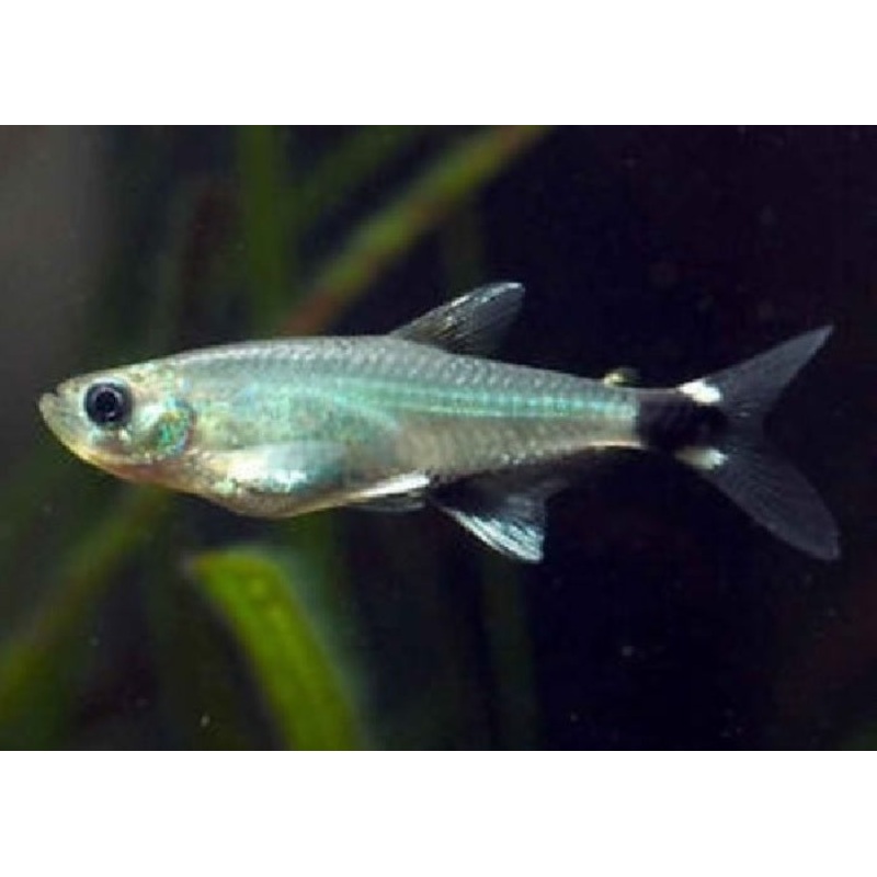 Panda Tetra “Aphyocharax paraguayensis”