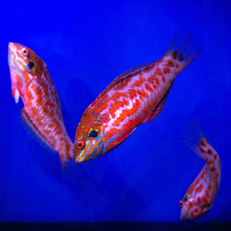 Red Leopard Wrasse – No Online Purchases