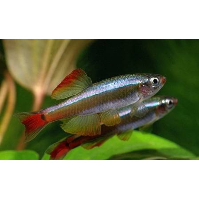 White Cloud Mountain Minnow – “Tanichthys albonubes”