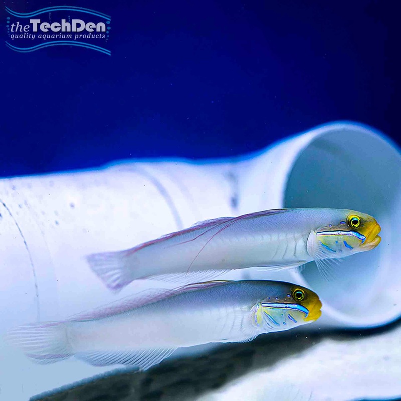 Gold Head Goby – (No Online Purchases)