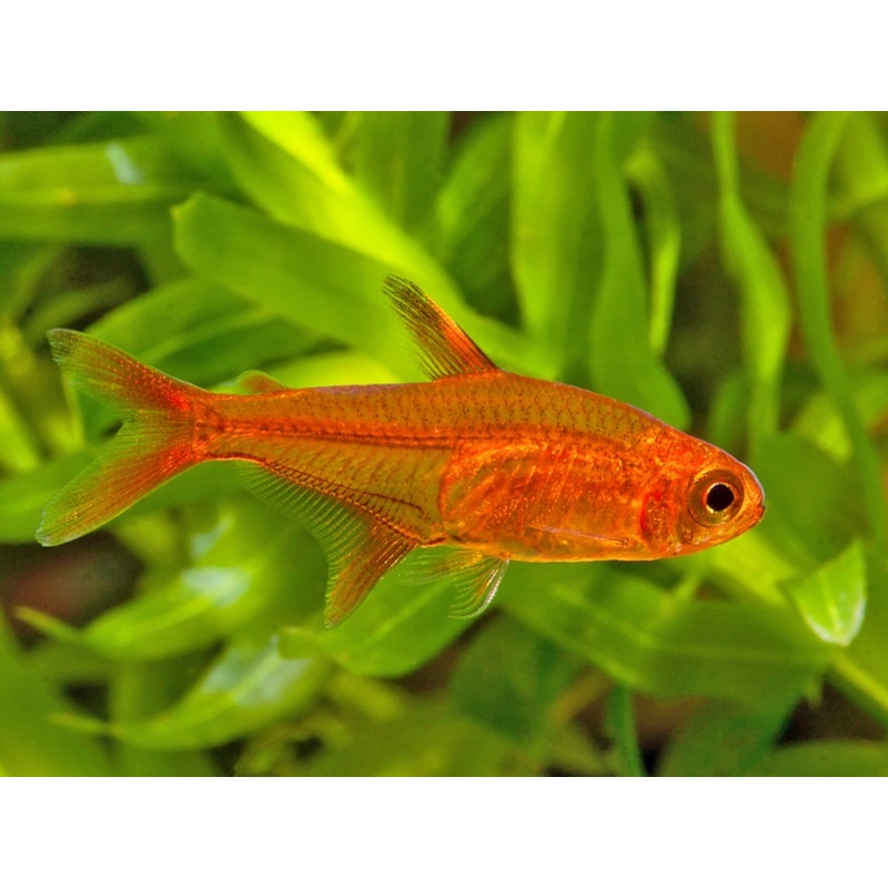 Ember Tetra “Hyphessobrycon amandae”