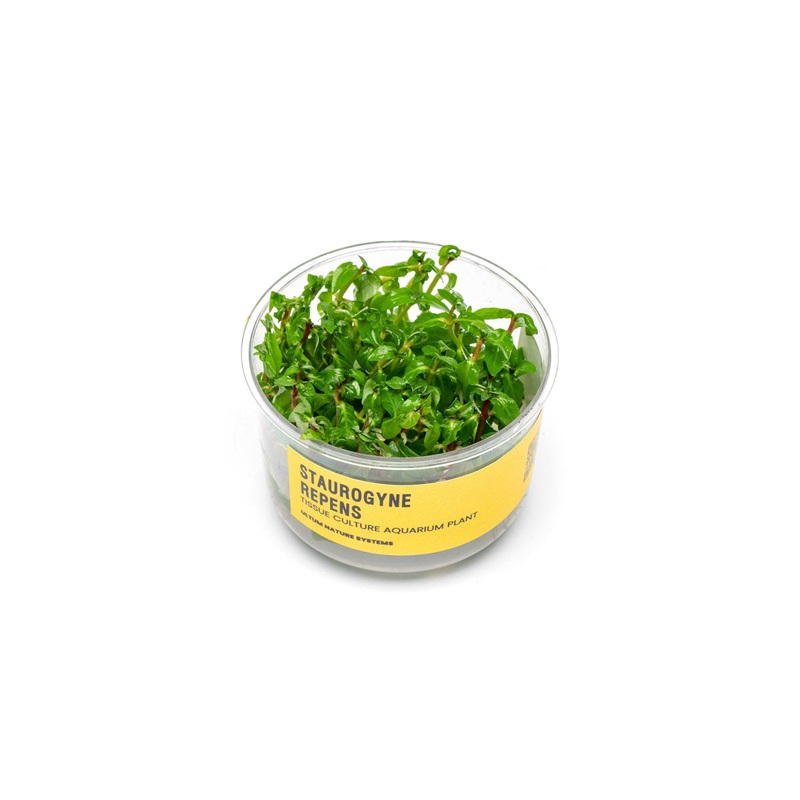 Staurogyne Repens UNS Tissue Culture