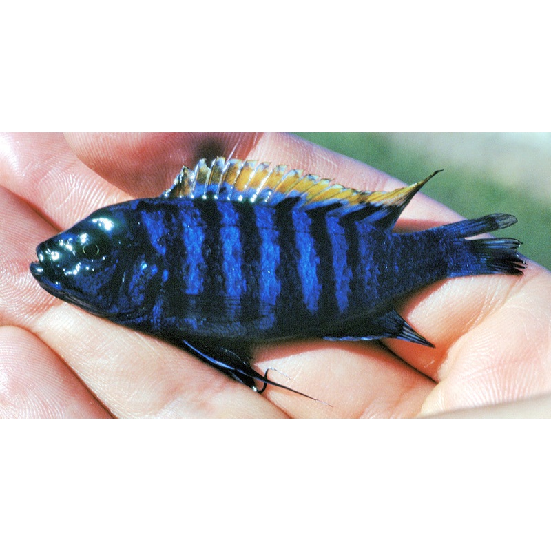 White Top Afra Cichlid “Cynotilapia afra”