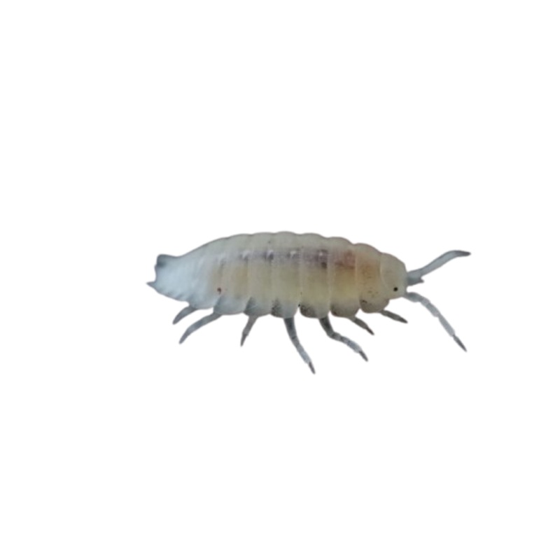 Dwarf White Isopod Culture