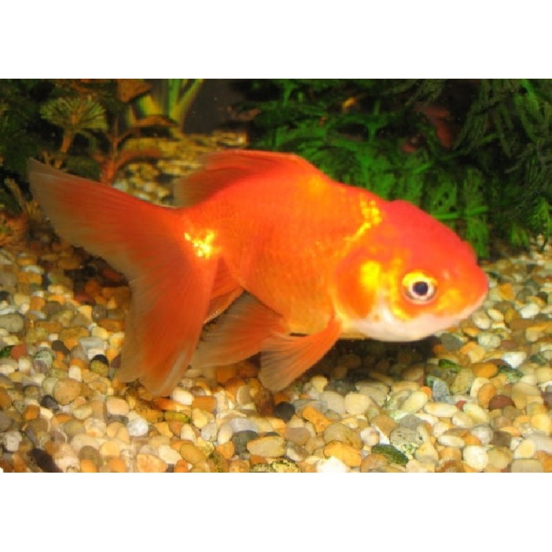 Jellyhead Goldfish “Carassius  auratus” – Assorted – 2″