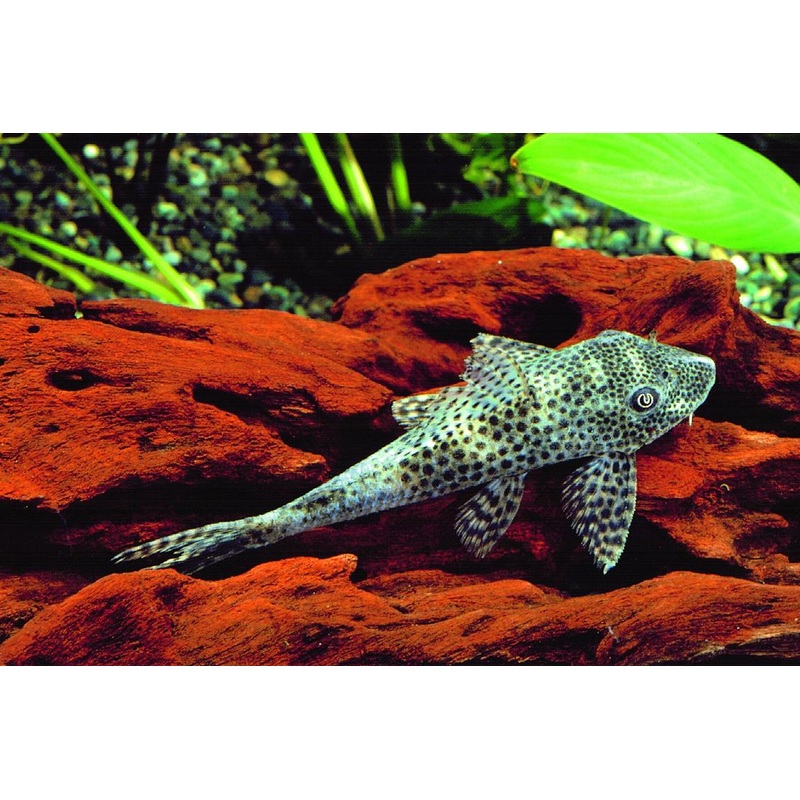 L 131  Pleco Squaliforma cf. emarginata   L131