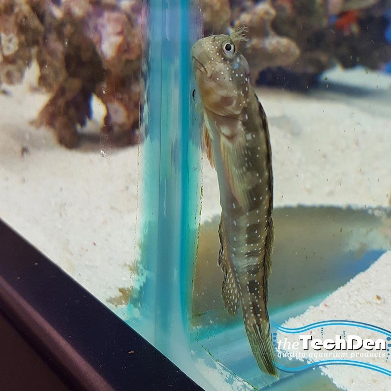 Blue Spot Blenny – (No Online Purchases)