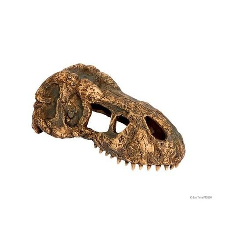 Exo Terra T-Rex Skull Small