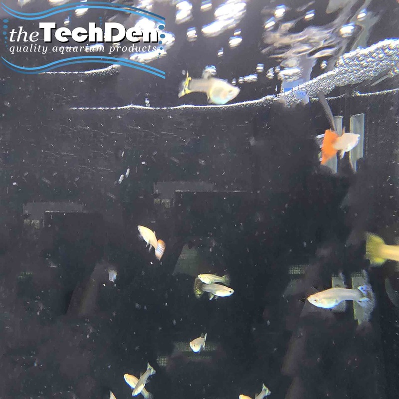 Assorted Guppys Female – (No Online Purchases)