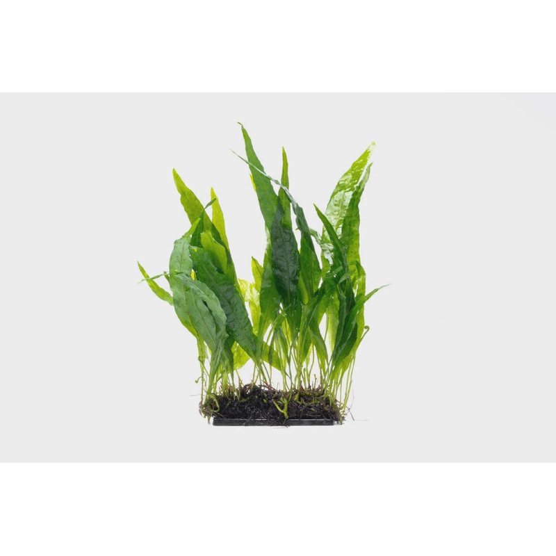 Java Fern Narrow Decor