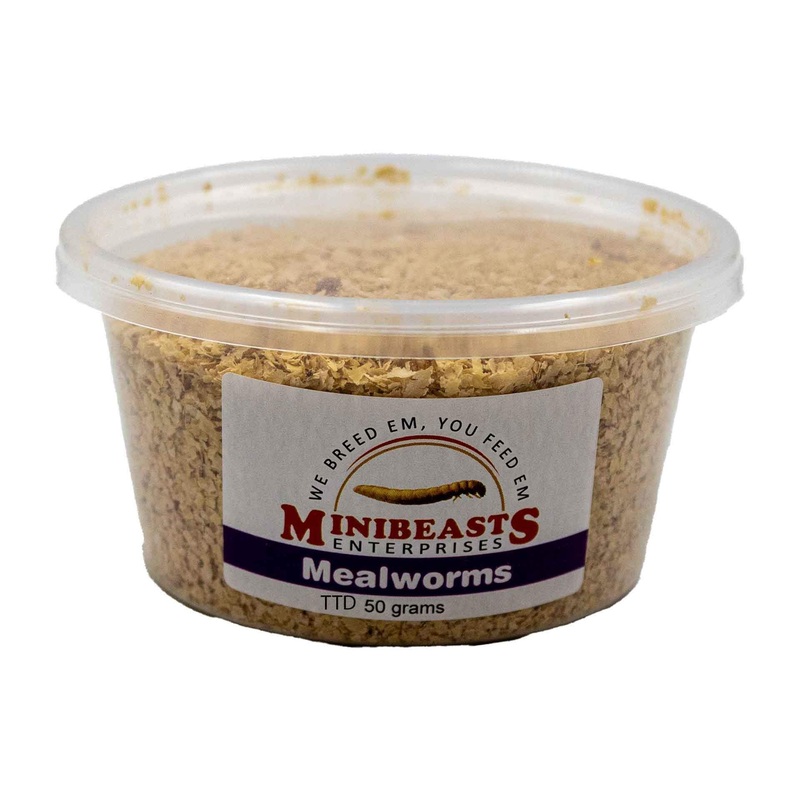 Minibeasts Mealworms – 50g Tub Live Food – Instore Pick Up Only