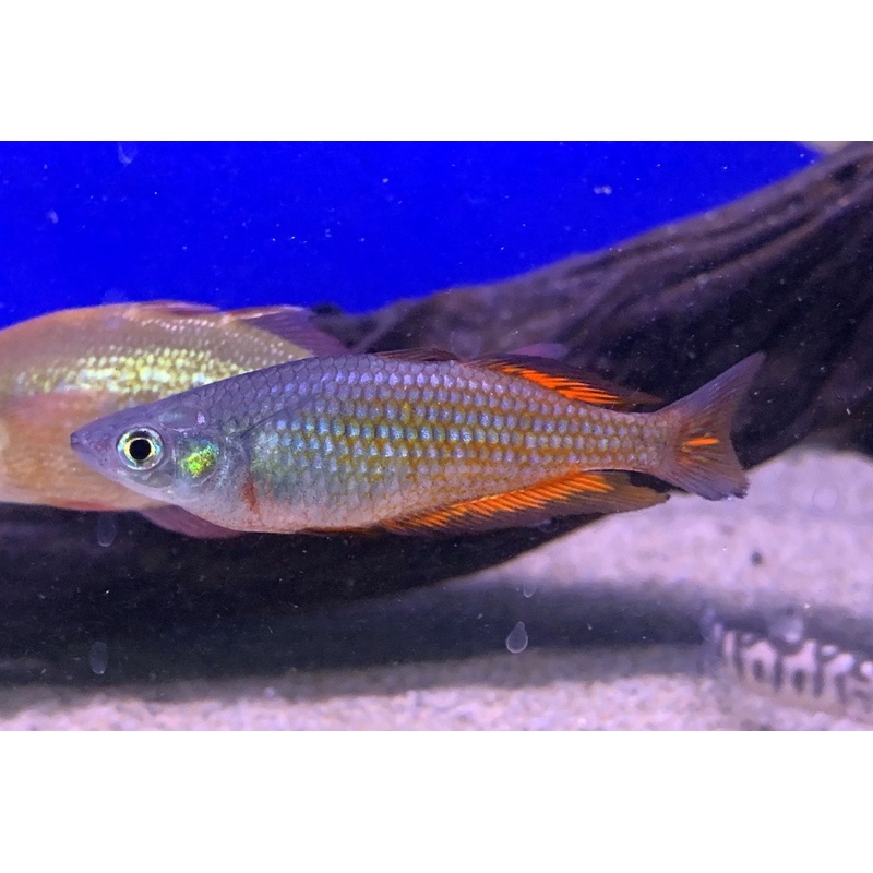 Parkinson’s Rainbowfish