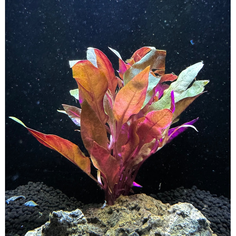 Alternanthera Reineckii Rosaefolia Plant