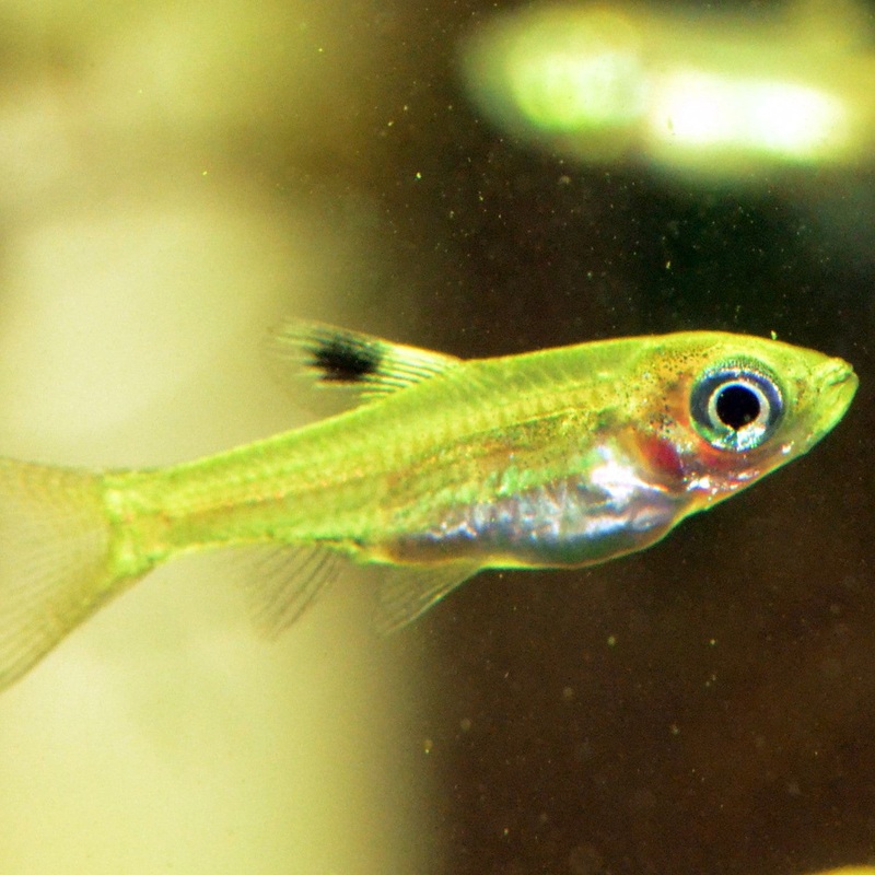 Emerald Eye Rasbora – (No Online Purchases)