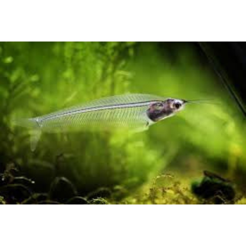 Glass Catfish “Kryptopterus bicirrhis”