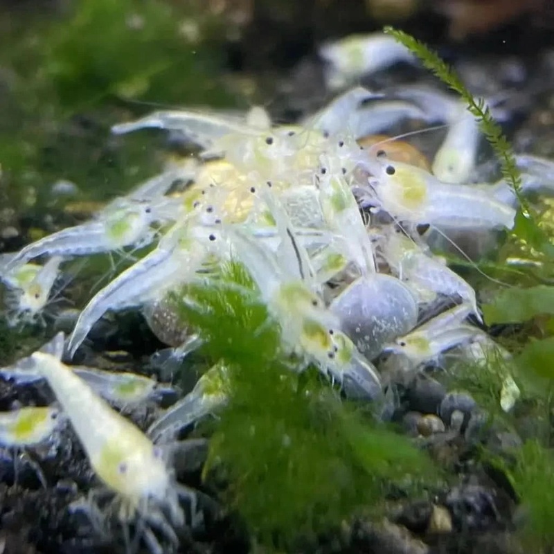 Snowball Cherry Shrimp