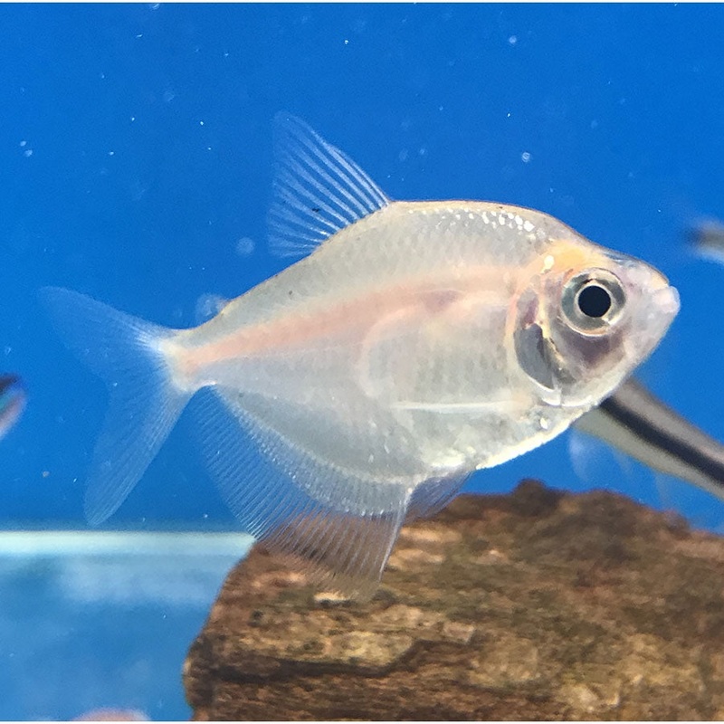 Gold Widow Tetra – (No Online Purchases)
