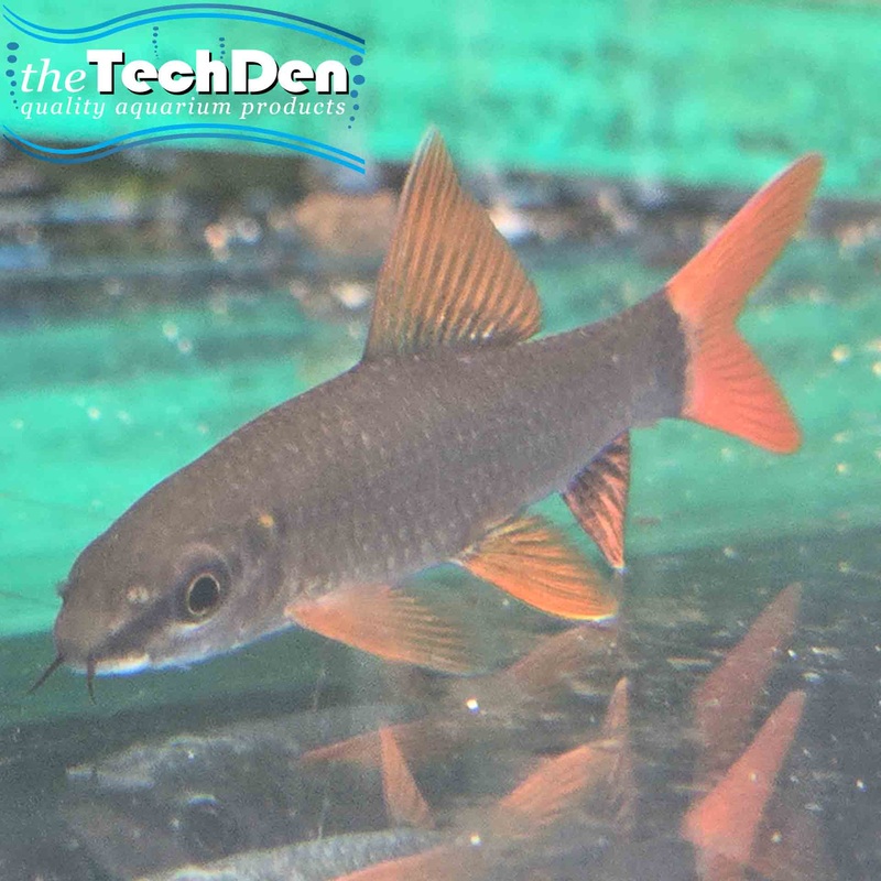 Rainbow Shark – (No Online Purchases)