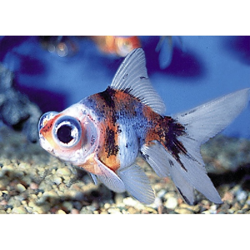 Calico Moor Goldfish “Carassius  auratus”- 2″
