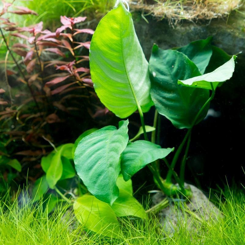Anubias Nana on Stone