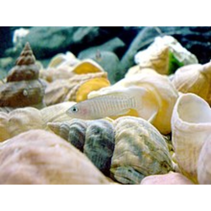 Multies Shell Dweller