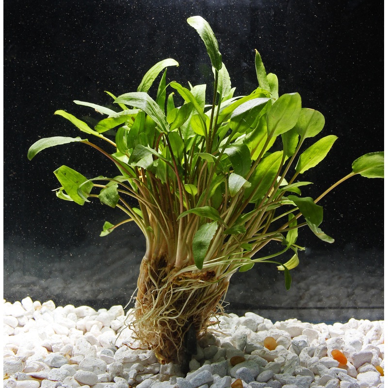 Wendtii “Green” Crypt