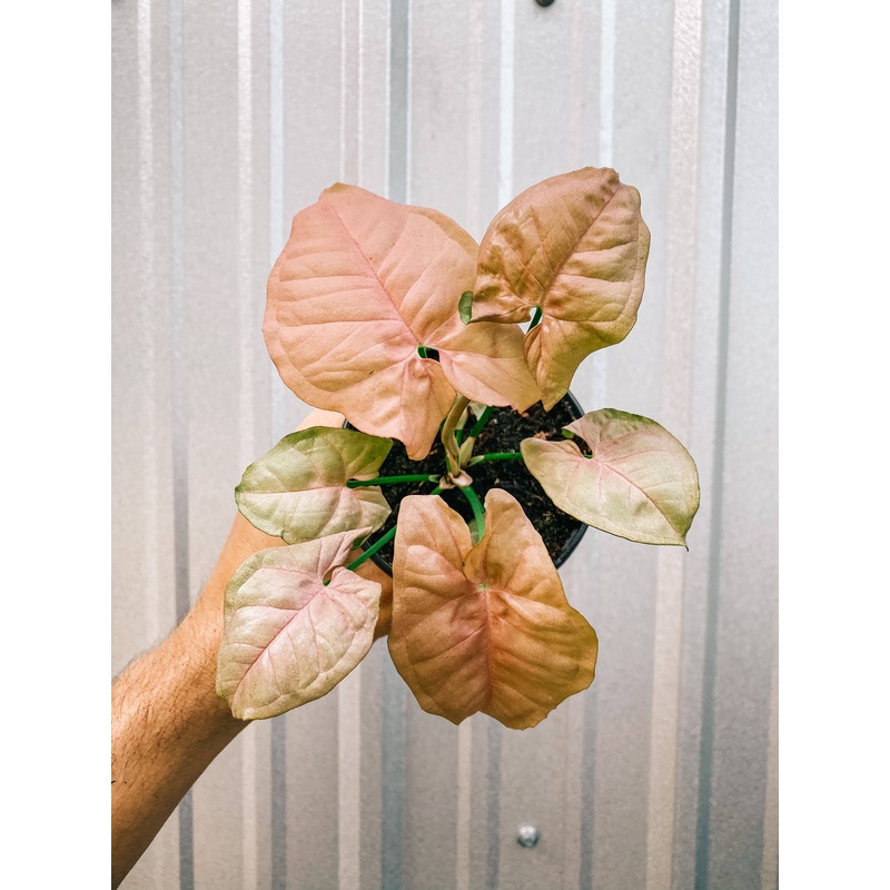 4″ Syngonium ‘Neon Pink’