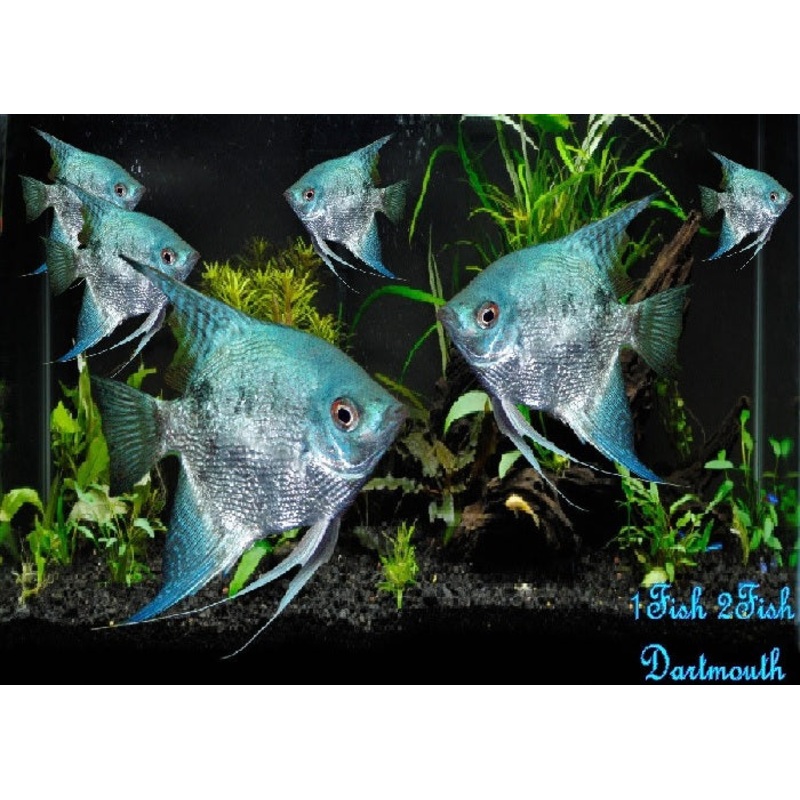 Blue Angelfish “Pterophyllum Scalare”