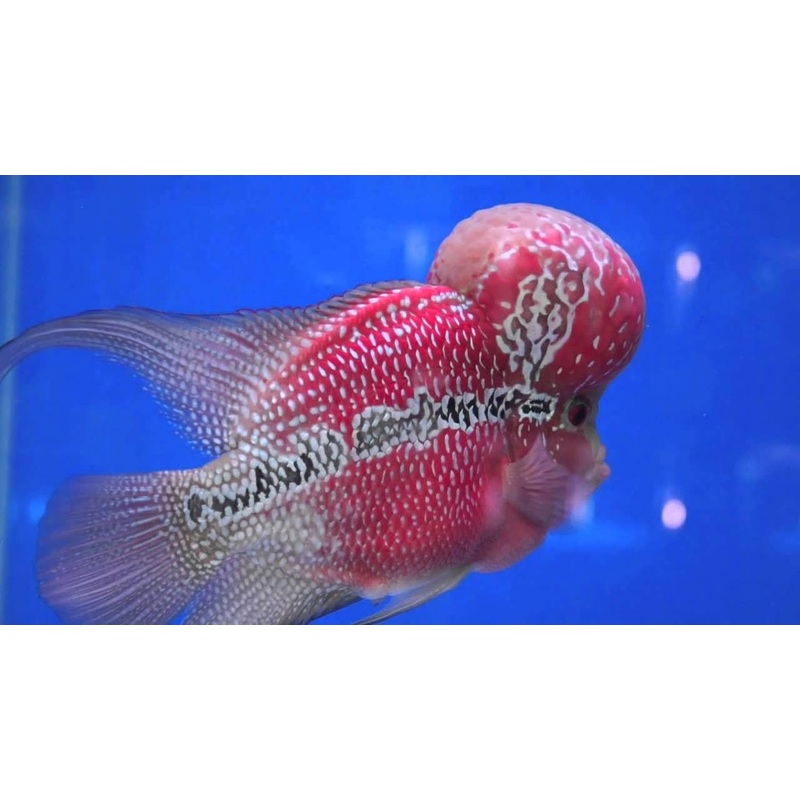 FH Red Dragon “Cichlasoma sp. “