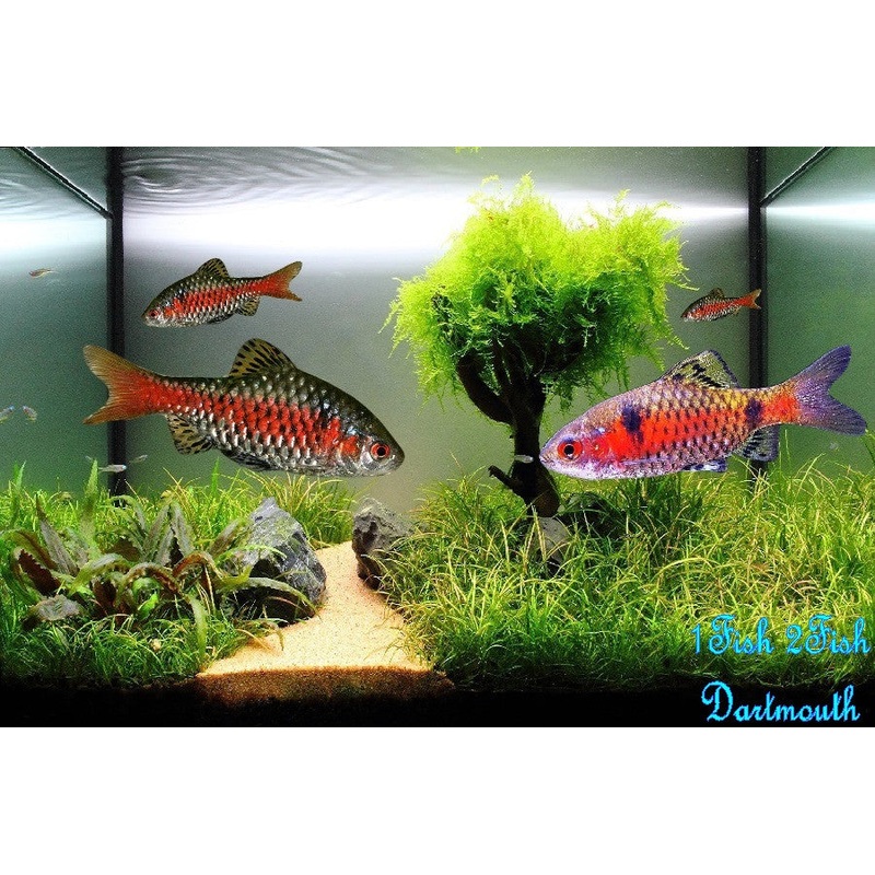 Odessa Barb “Pethia padamya”