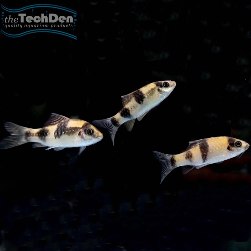 Melon Barb – (No Online Purchases)