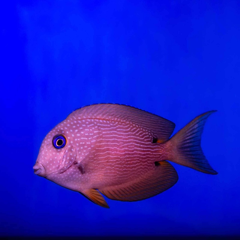 Twospot Bristletooth Tang – (No Online Purchases)