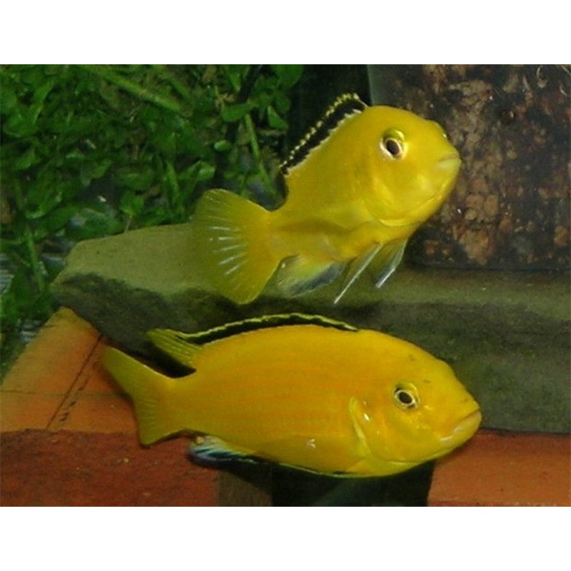 Electric Yellow Cichlid “Labidochromis caeruleus”