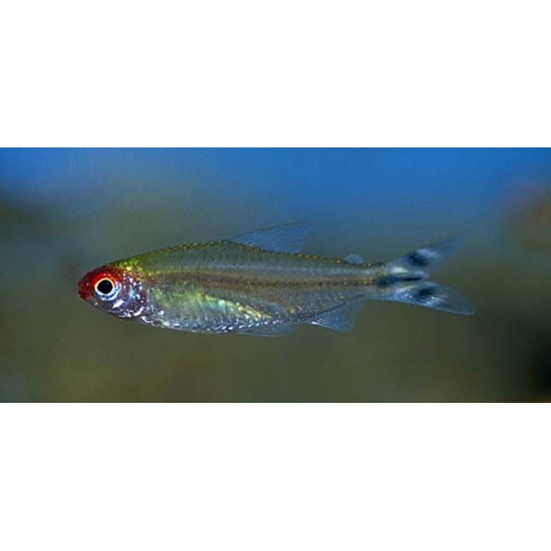 Brilliant Head Rummy Nose